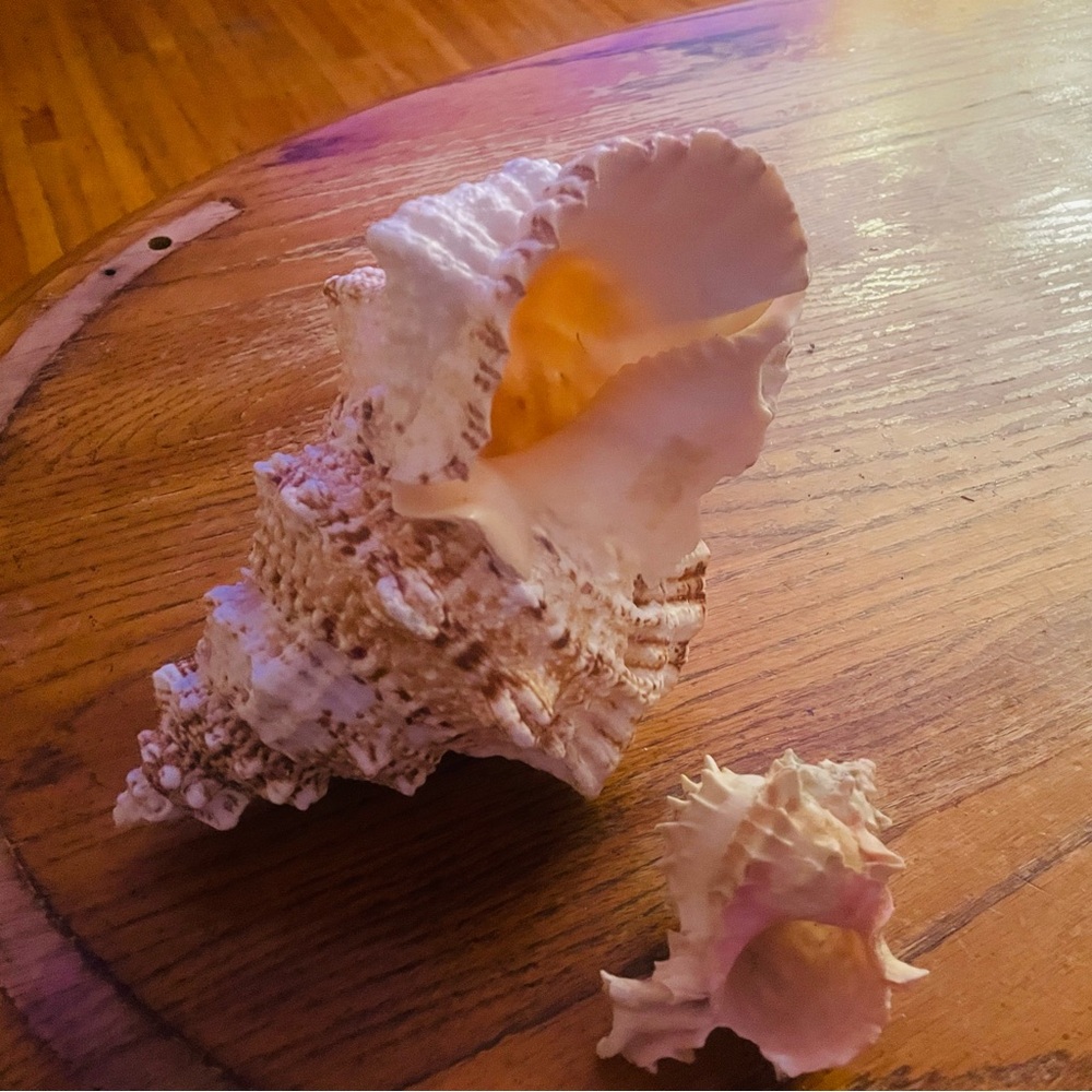 Decorative Seashell Set